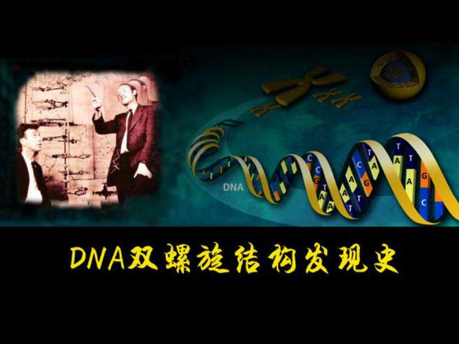 DNA双螺旋结构的基本内容?(双螺旋 剧情介绍)