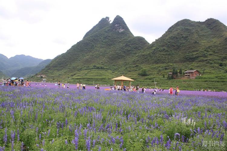五朵金花景区?(驸马村 剧情介绍)