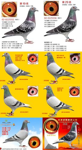 公棚指定11取1是啥意思?(指定你剧情介绍)