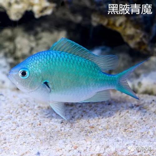 青魔鱼吃什么粮？（青魔剧情介绍）