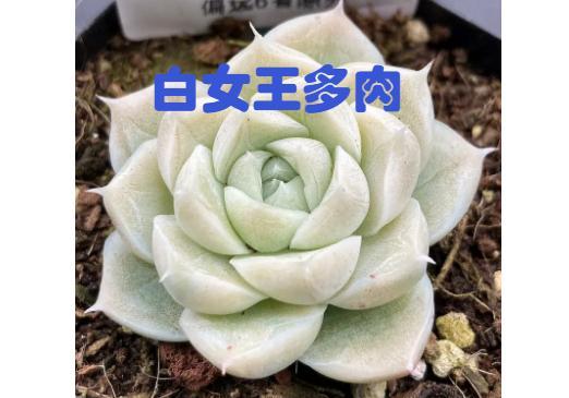 多肉白女王和白月影的区别？（白色女王 剧情介绍）