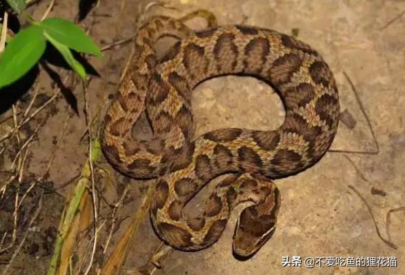 五步蛇的蛇花是啥?(蛇之花剧情介绍)
