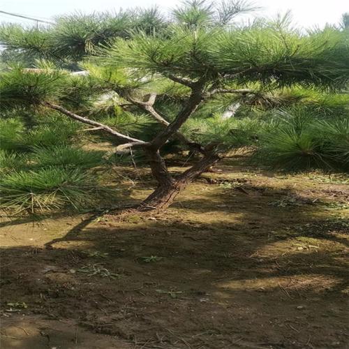 山东黑松批发市场在哪里?(黑松镇第三季剧情介绍)
