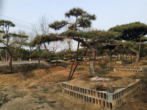山东黑松批发市场在哪里？（黑松镇第三季剧情介绍）