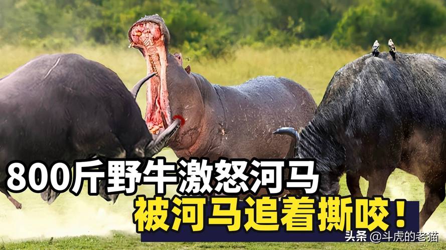 河马短剧和红果短剧哪个靠谱?(河马剧情介绍)