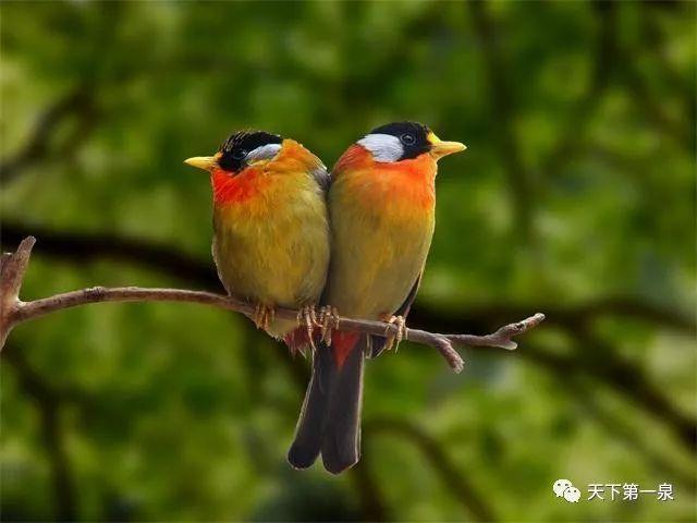这个无名小岛是鸟的天下题目答案？（无名鸟剧情介绍）