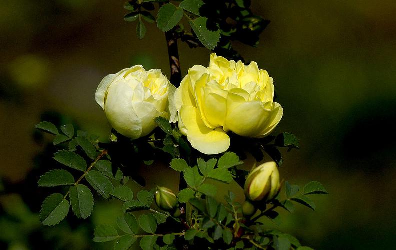 金蔷薇什么季节开花？（金蔷薇剧情介绍）