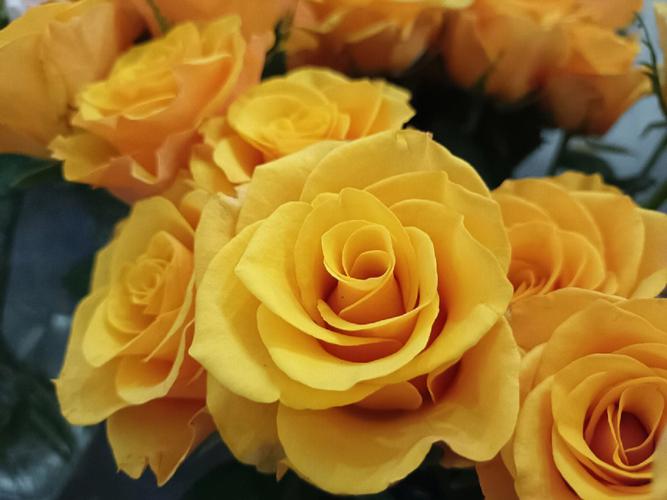 金蔷薇什么季节开花?(金蔷薇剧情介绍)