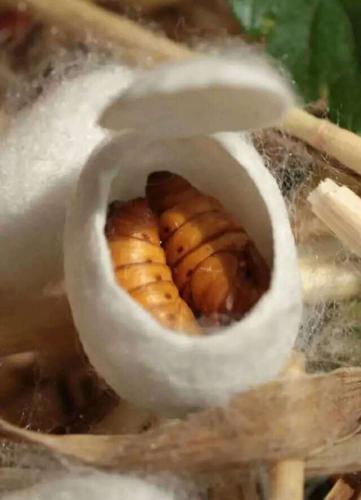 双宫茧是什么意思？（双重束缚剧情介绍）