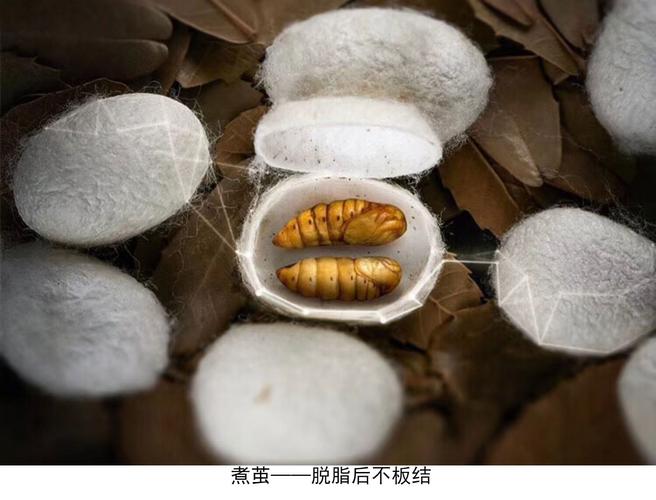 双宫茧是什么意思?(双重束缚剧情介绍)