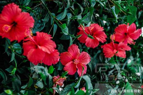 朱槿花开几天会凋谢？（朱槿花开剧情介绍）