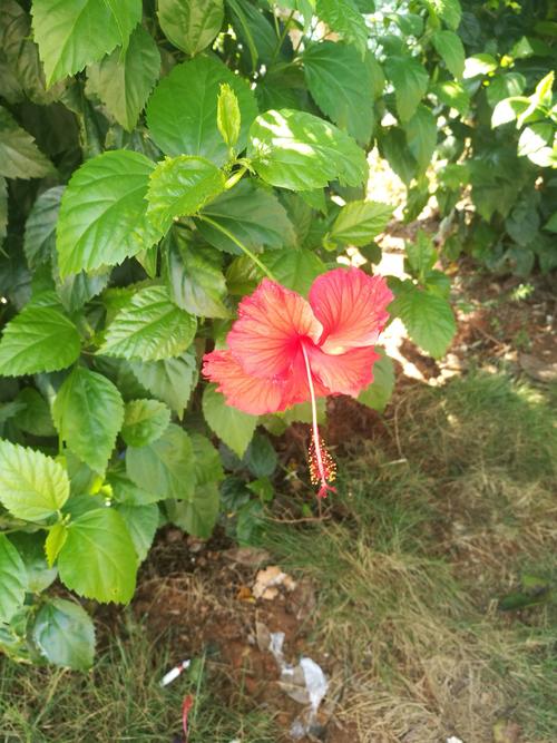 朱槿花开几天会凋谢?(朱槿花开剧情介绍)