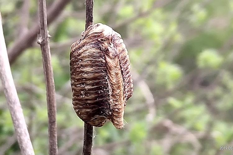 响鱼是养殖的吗？（踪迹难寻剧情介绍）