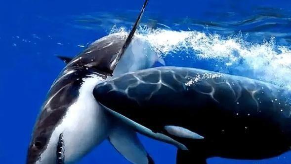鲸鲨和虎鲸哪个厉害？
